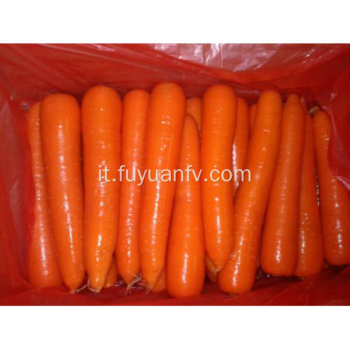 Carota fresca nel weifang